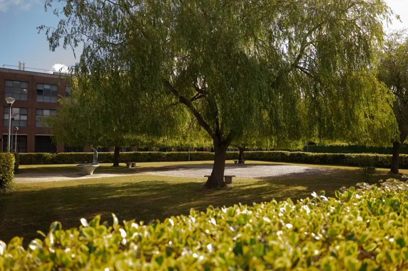 Jardín con sauces en el campus de Dublín.